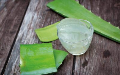 Aloe Vera, a specie protected by CITES.